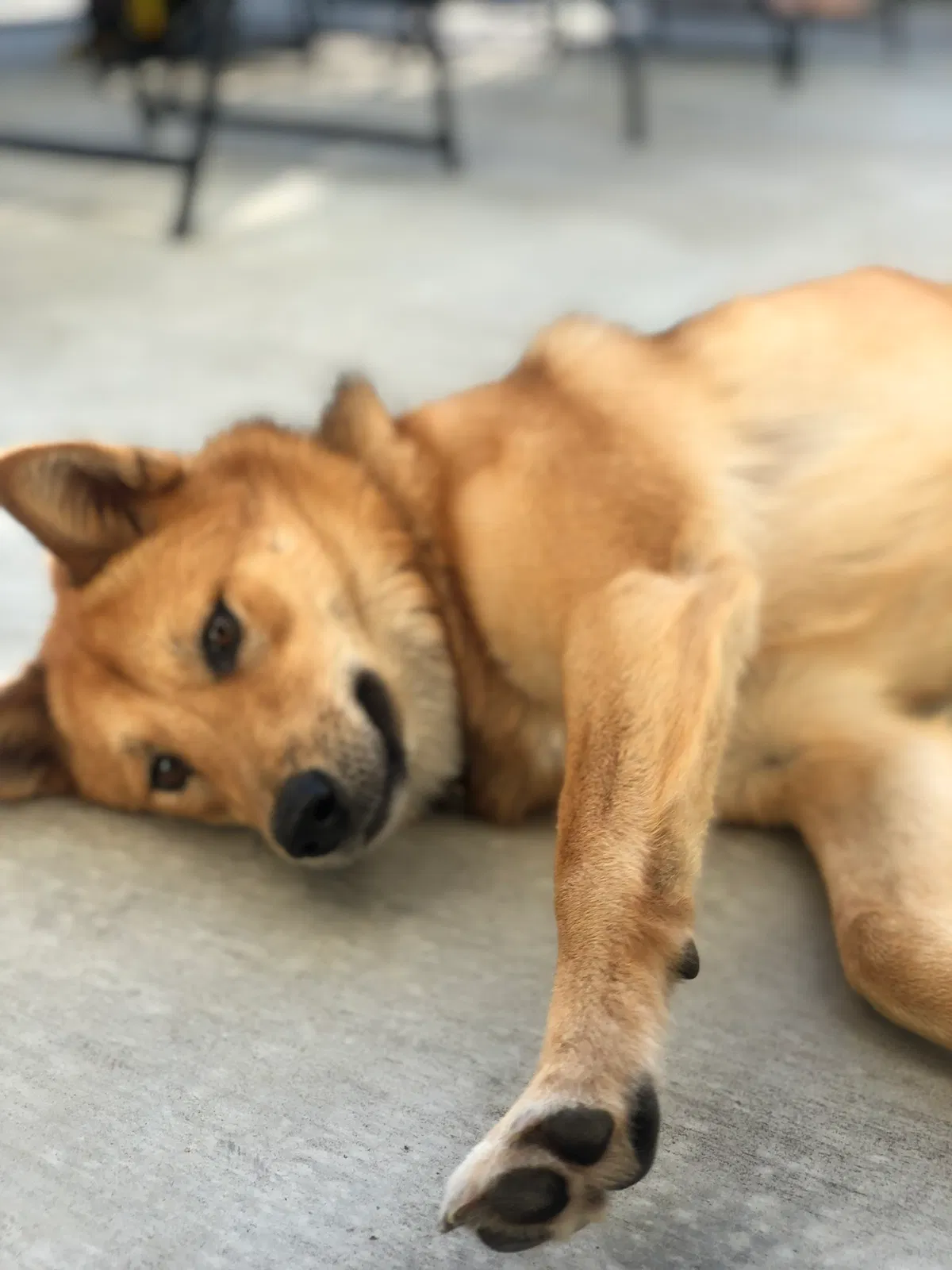 Lost dog in Tracy, CA, 95376