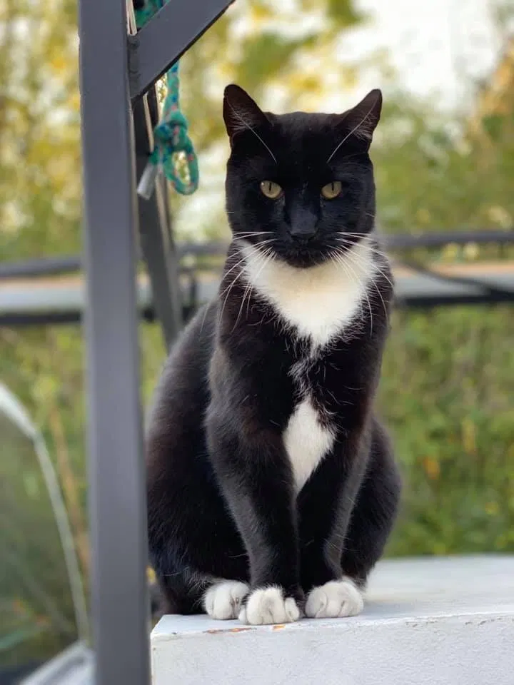 Lost cat in Savannah, GA, 31405