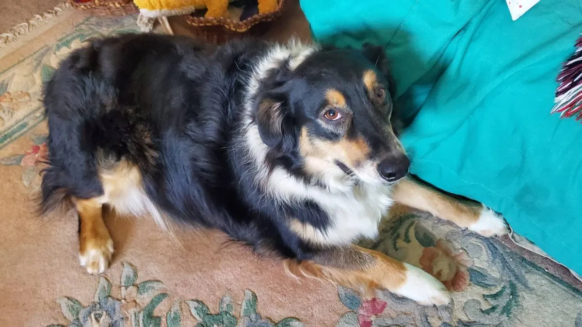 Lost dog in Sun Valley, CA, 91352