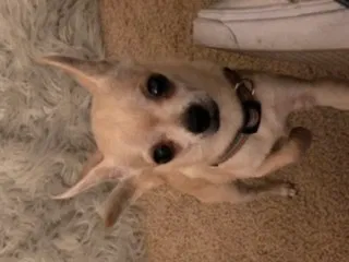 Lost dog in Bakersfield, CA, 93306