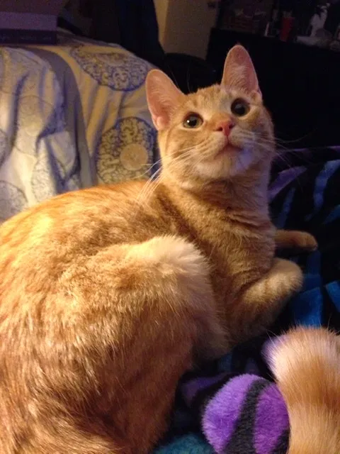 Lost cat in Pittsburgh, PA, 15210