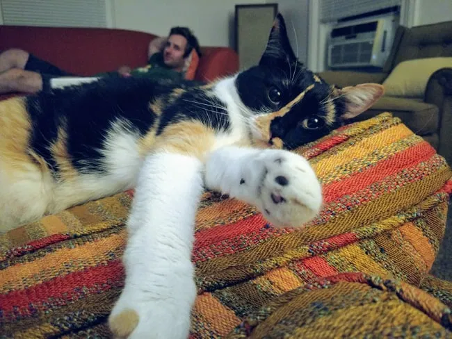 Lost cat in Rochester, NY, 14620