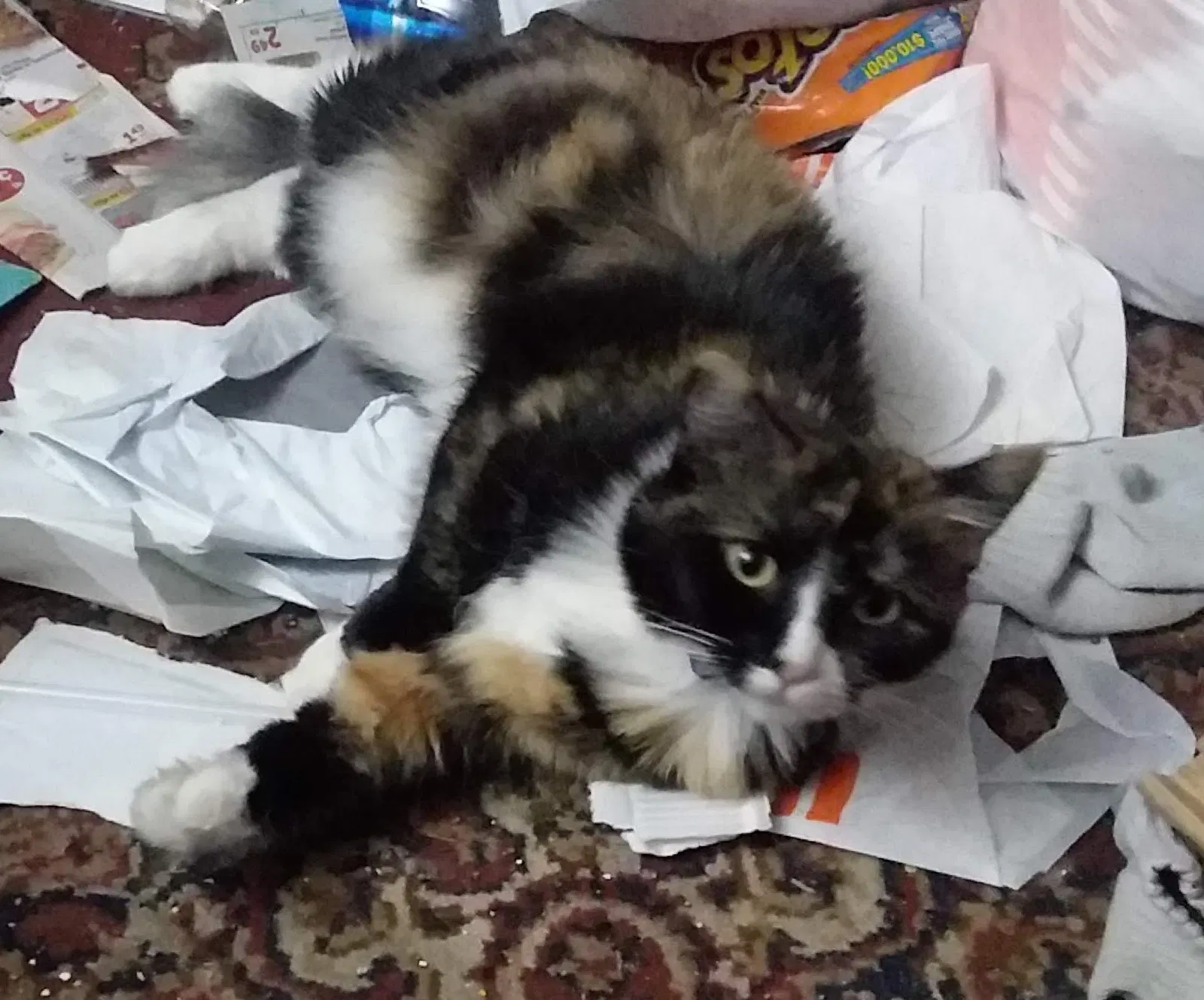 Lost cat in Phoenix, AZ, 85015