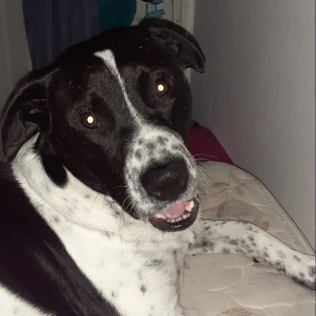 Lost dog in Piedmont, AL, 36272