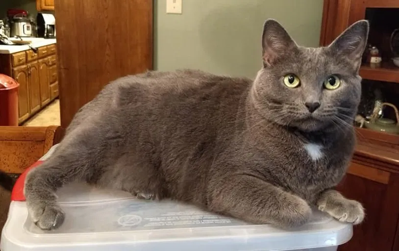 Lost cat in Longview, TX, 75601