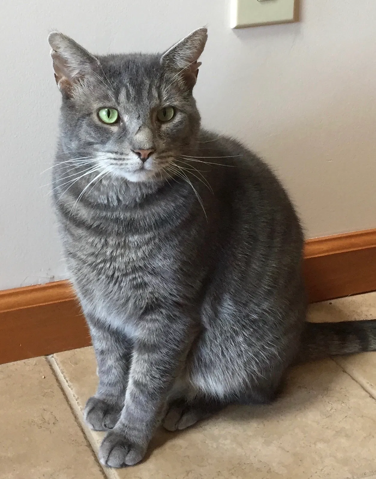 Lost cat in Pataskala, OH, 43062