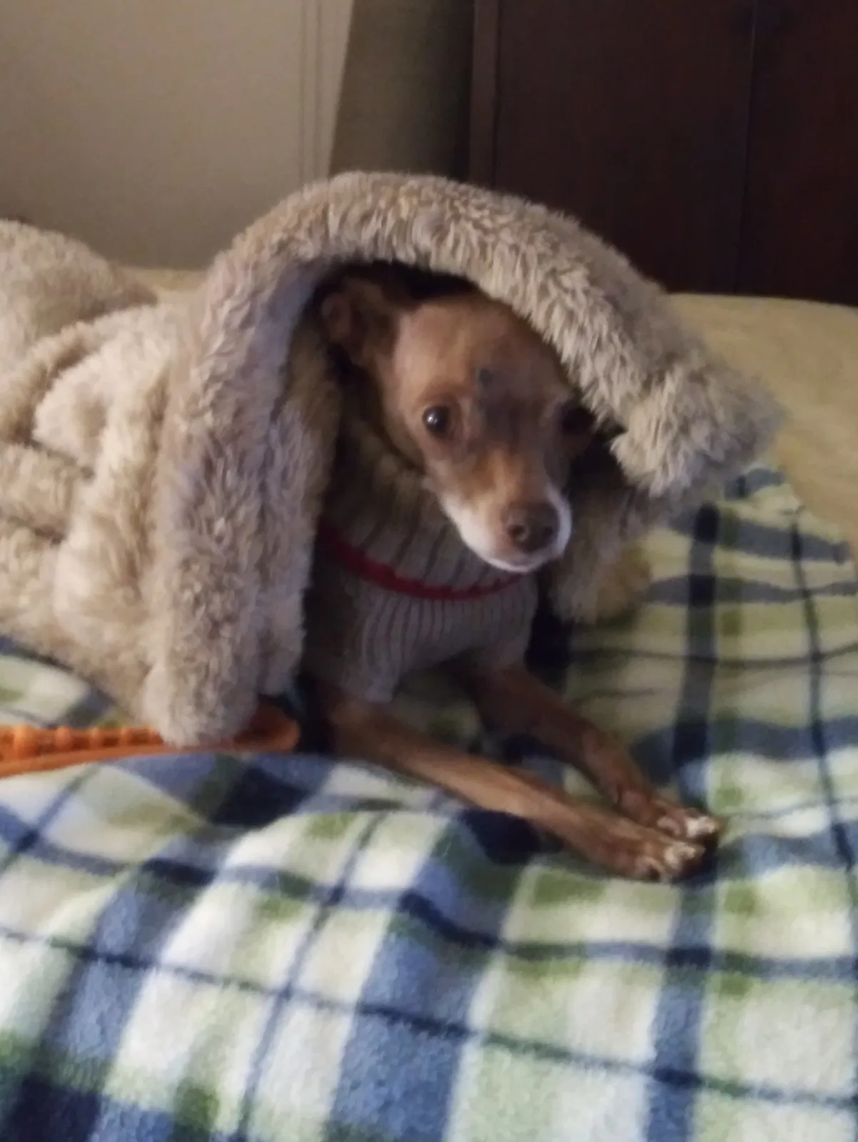 Lost dog in Dawsonville, GA, 30534