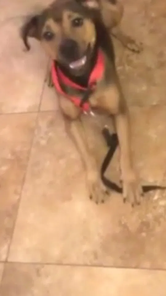 Lost dog in Phoenix, AZ, 85009