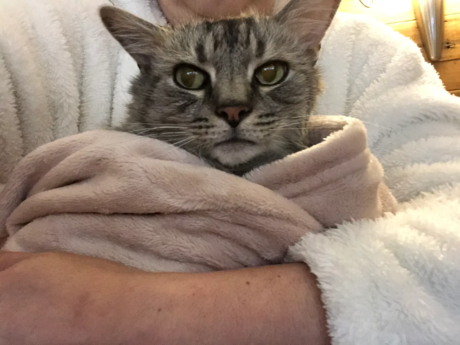 Lost cat in Rockford, IL, 61104
