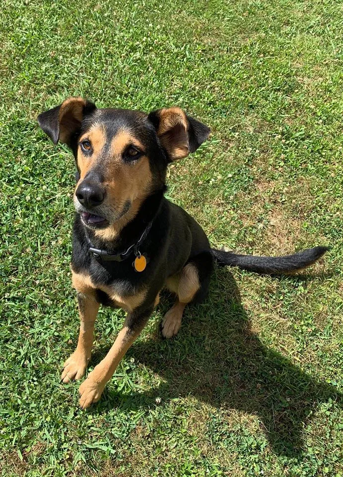 Lost dog in Mc Calla, AL, 35111