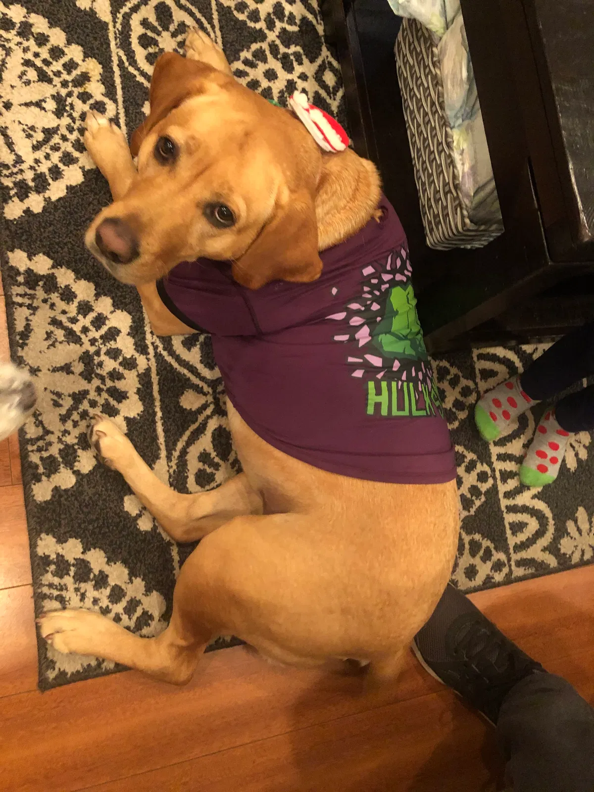 Lost dog in Carson, CA, 90745
