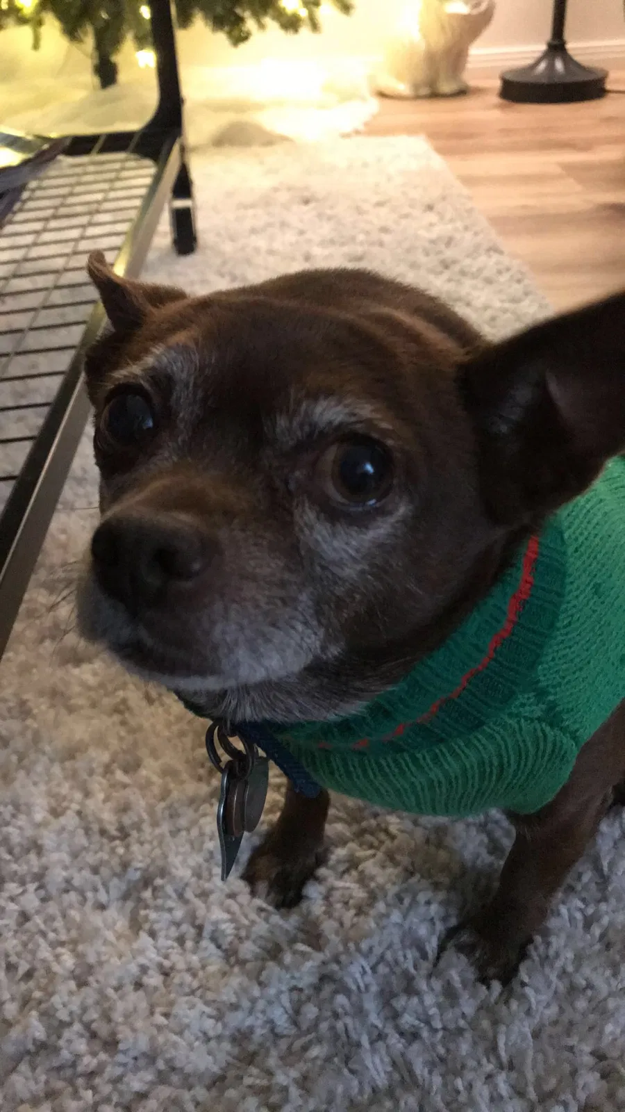 Lost dog in San Bernardino, CA, 92405