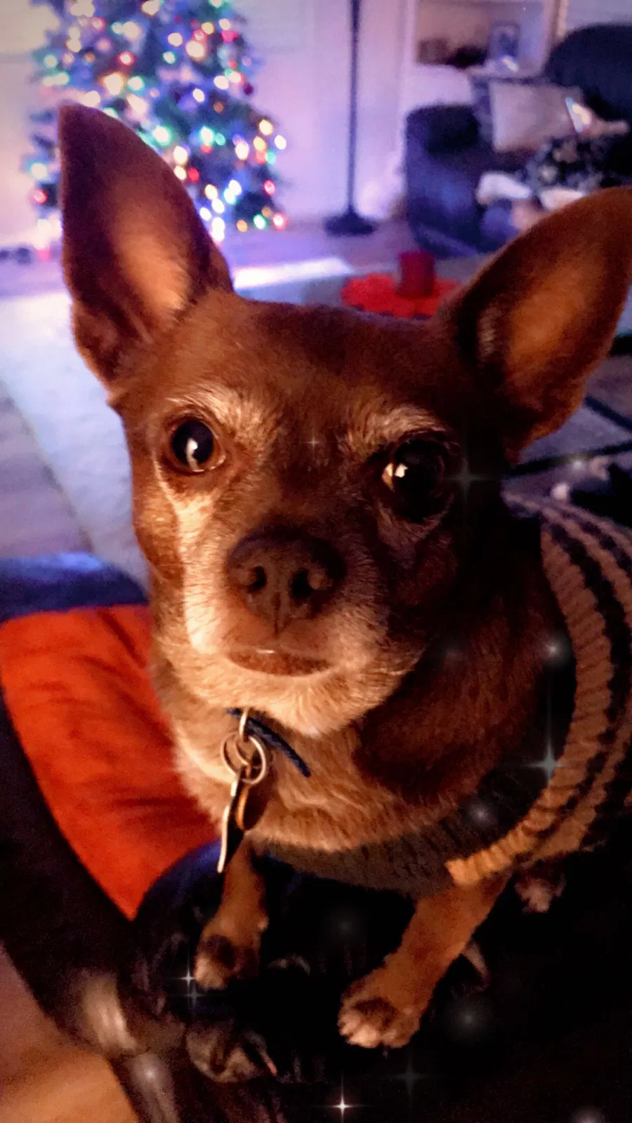 Lost dog in San Bernardino, CA, 92405
