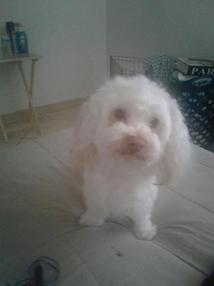 Lost dog in Miami, FL, 33135