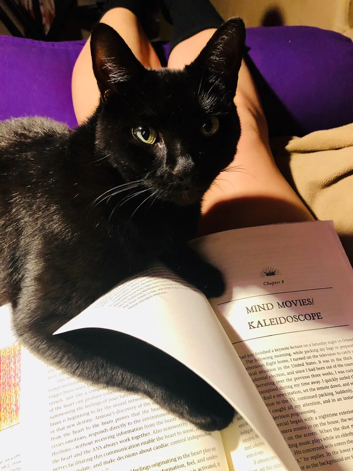 Lost cat in Saint Petersburg, FL, 33705