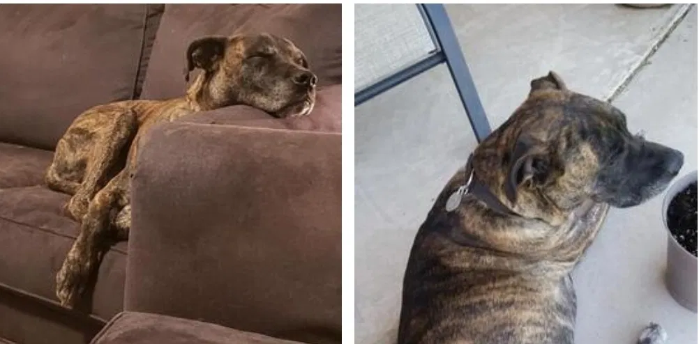 Lost dog in El Paso, TX, 79934