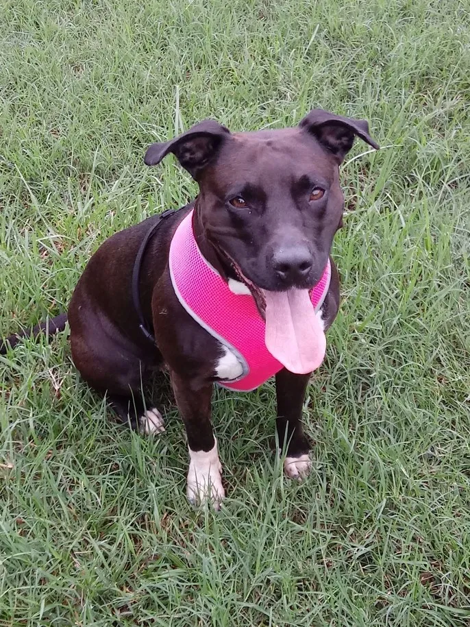 Lost dog in Crescent City, FL, 32112