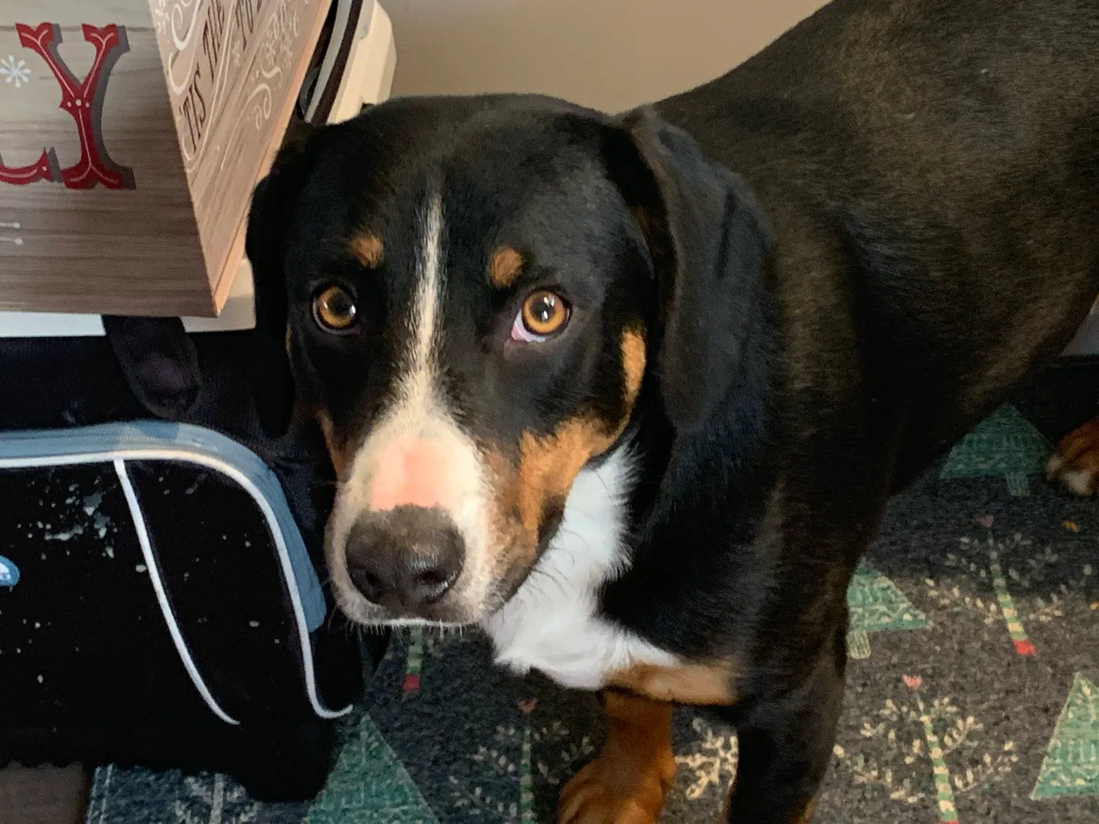 Lost dog in Dayton, OH, 45432