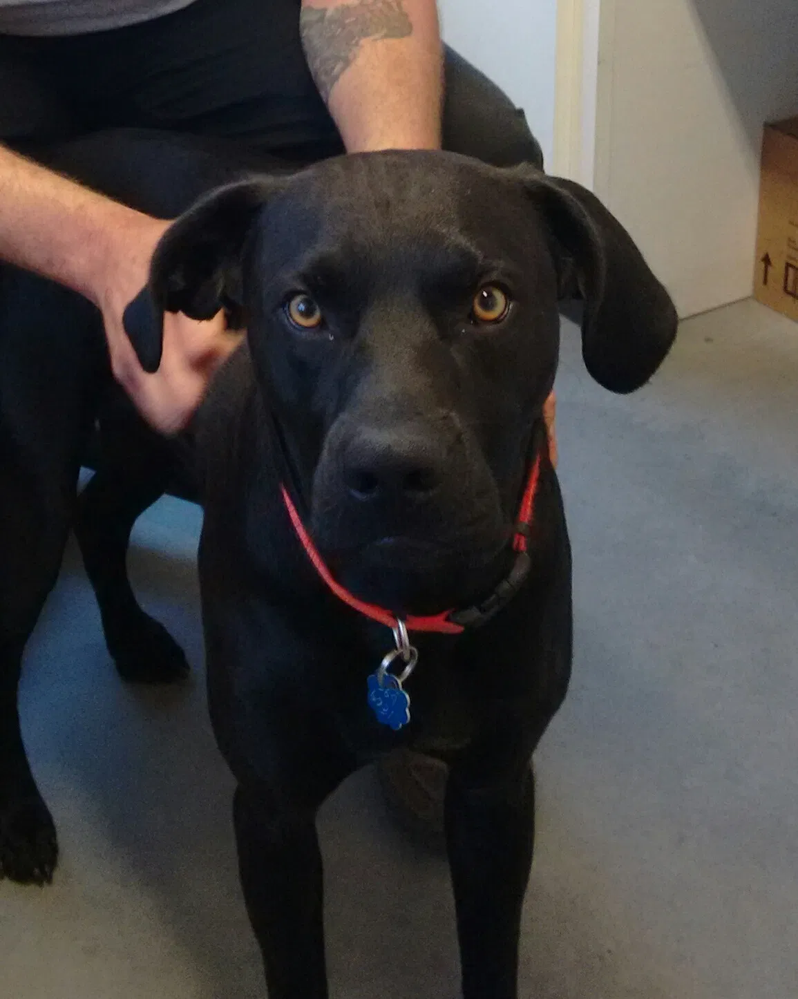 Lost dog in Easley, SC, 29641