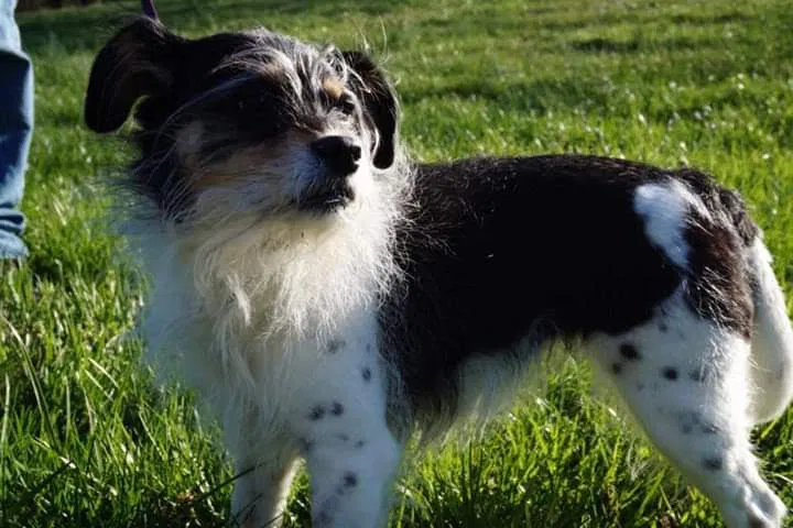 Lost dog in Greensboro, NC, 27408