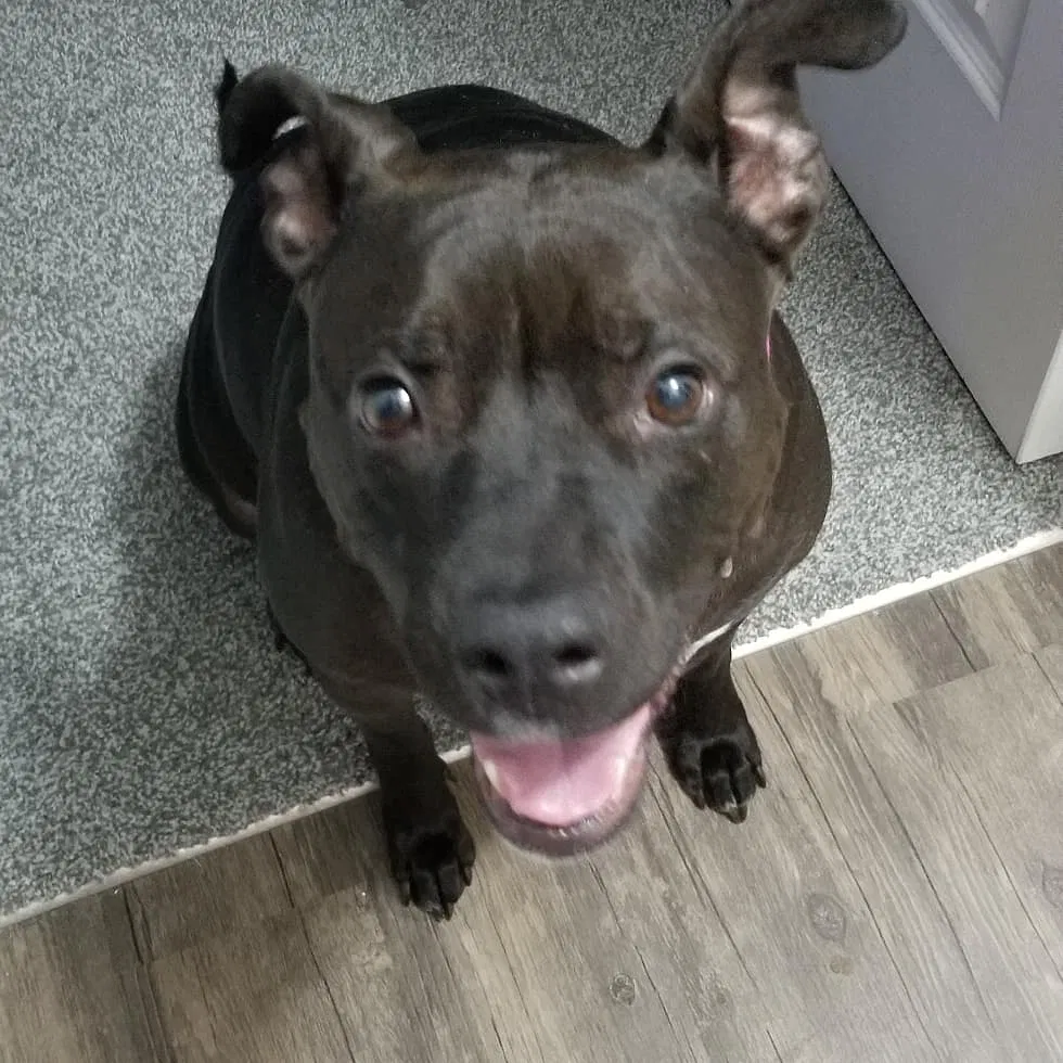 Lost dog in Greenwood, IN, 46142