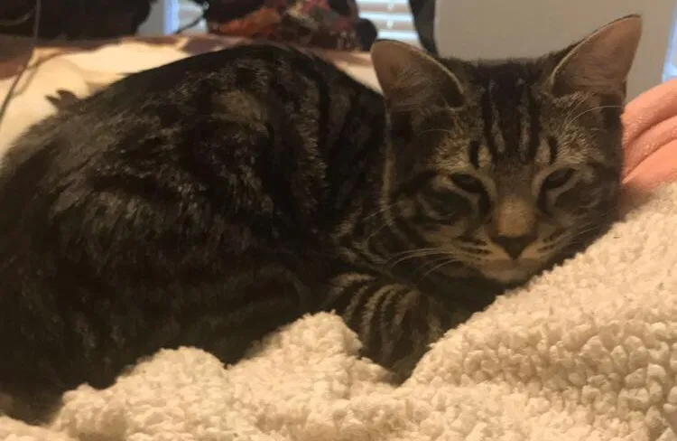 Lost cat in Colleyville, TX, 76034