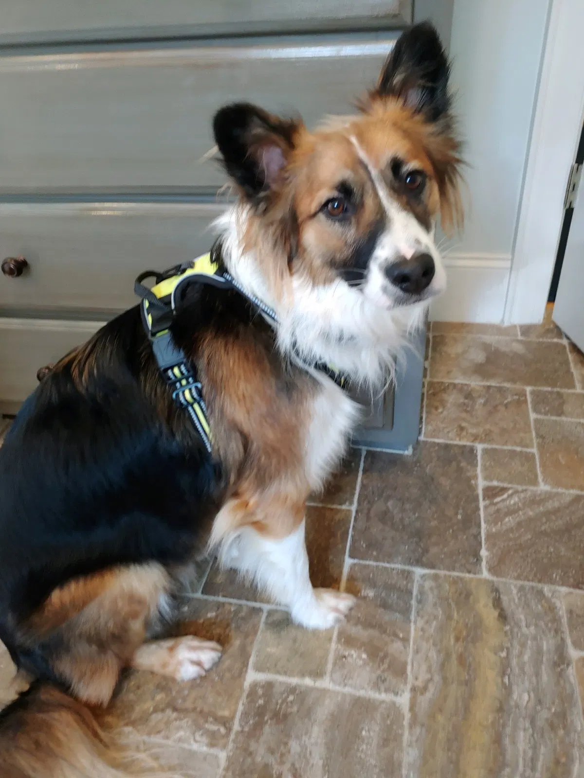 Lost dog in Carolina Beach, NC, 28428