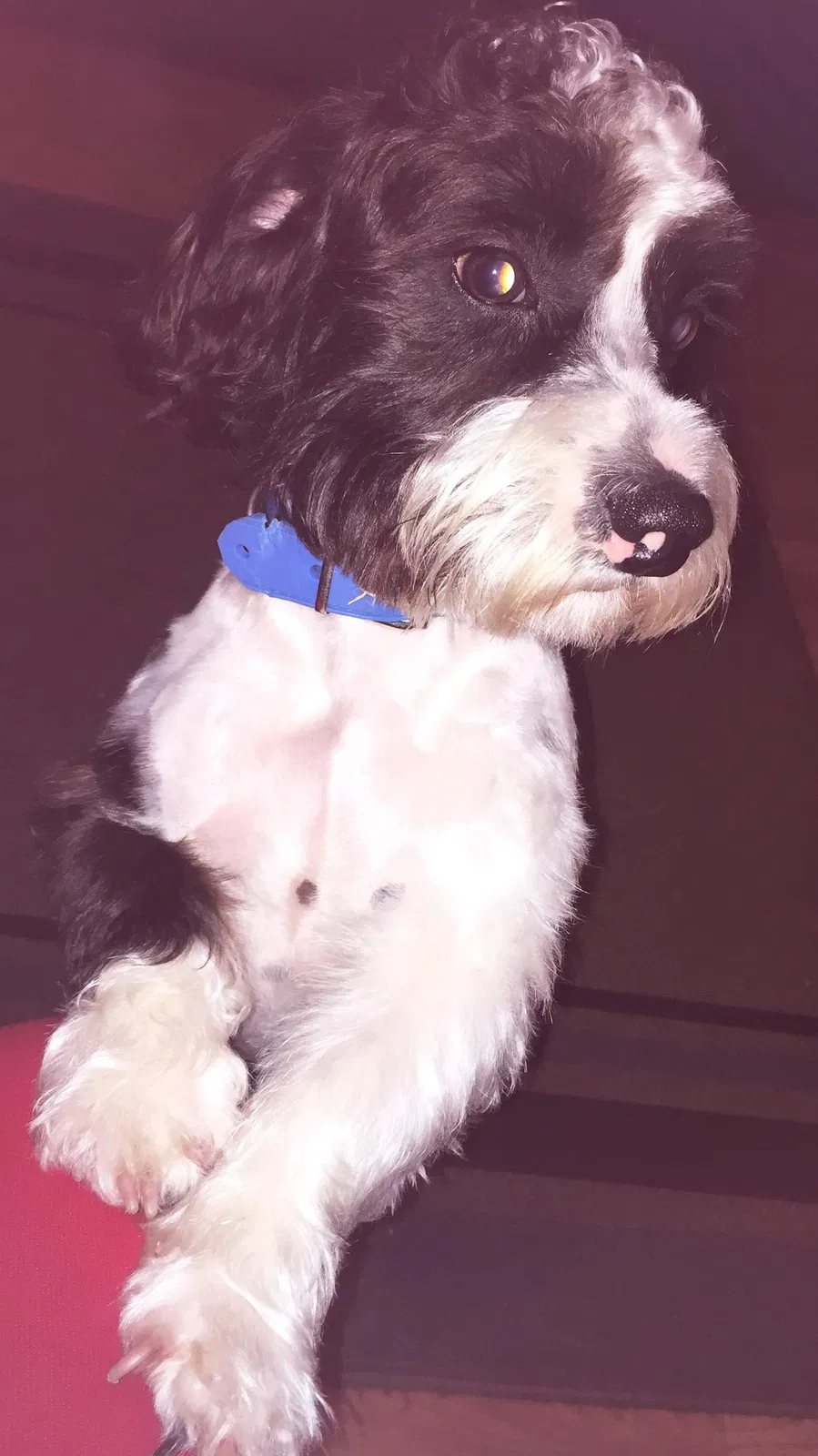 Lost dog in Cypress, TX, 77429