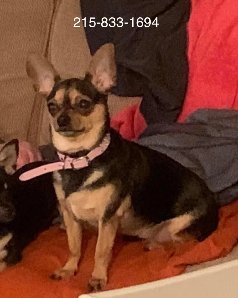 Lost dog in Quarryville, PA, 17566