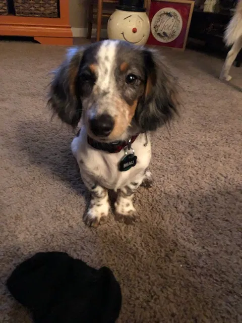 Lost dog in Canal Winchester, OH, 43110