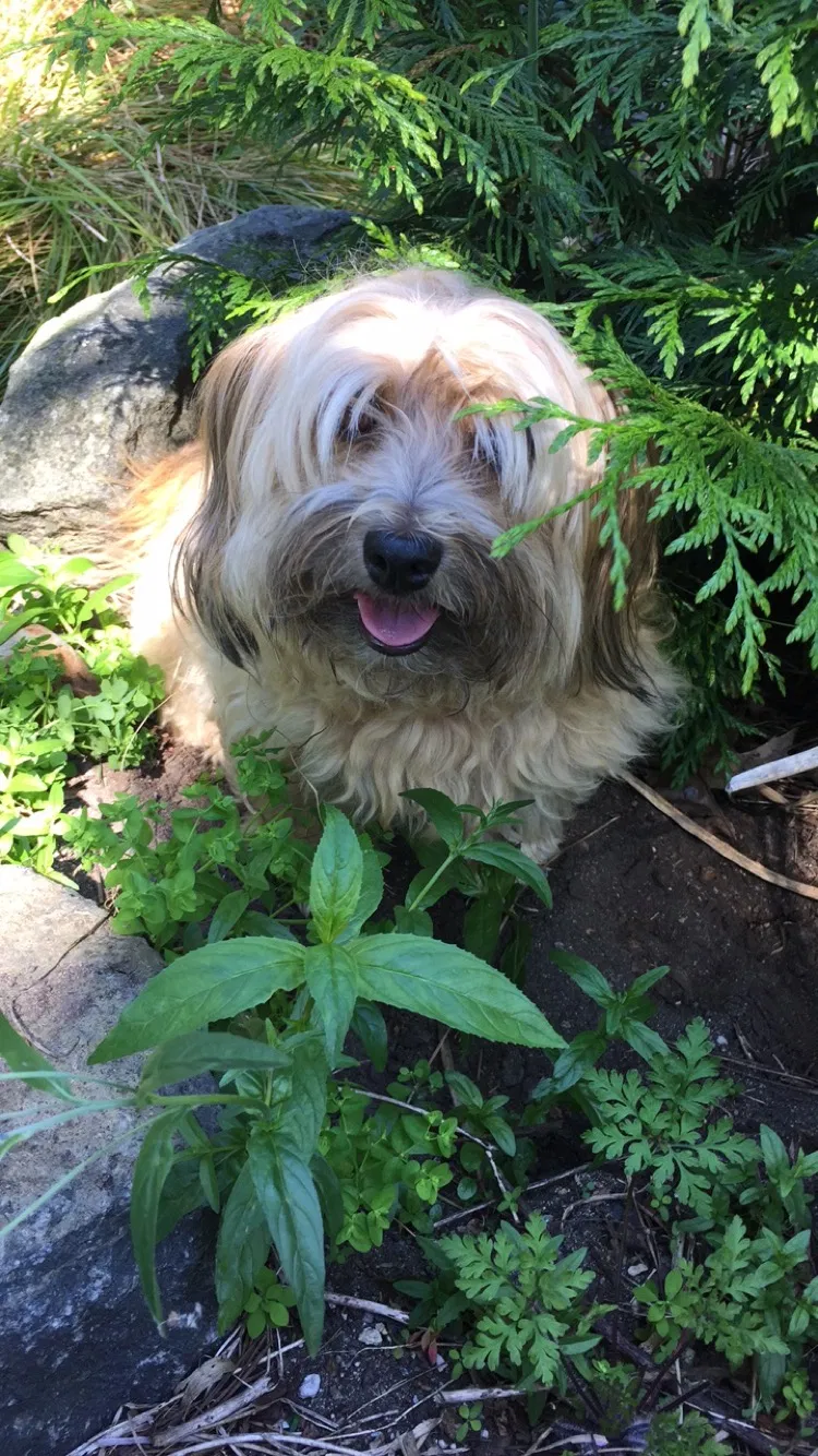 Lost dog in Seattle, WA, 98177