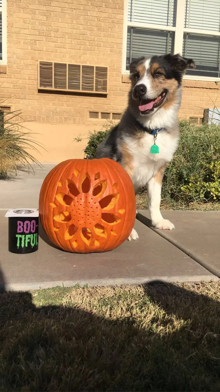 Lost dog in Odessa, TX, 79761