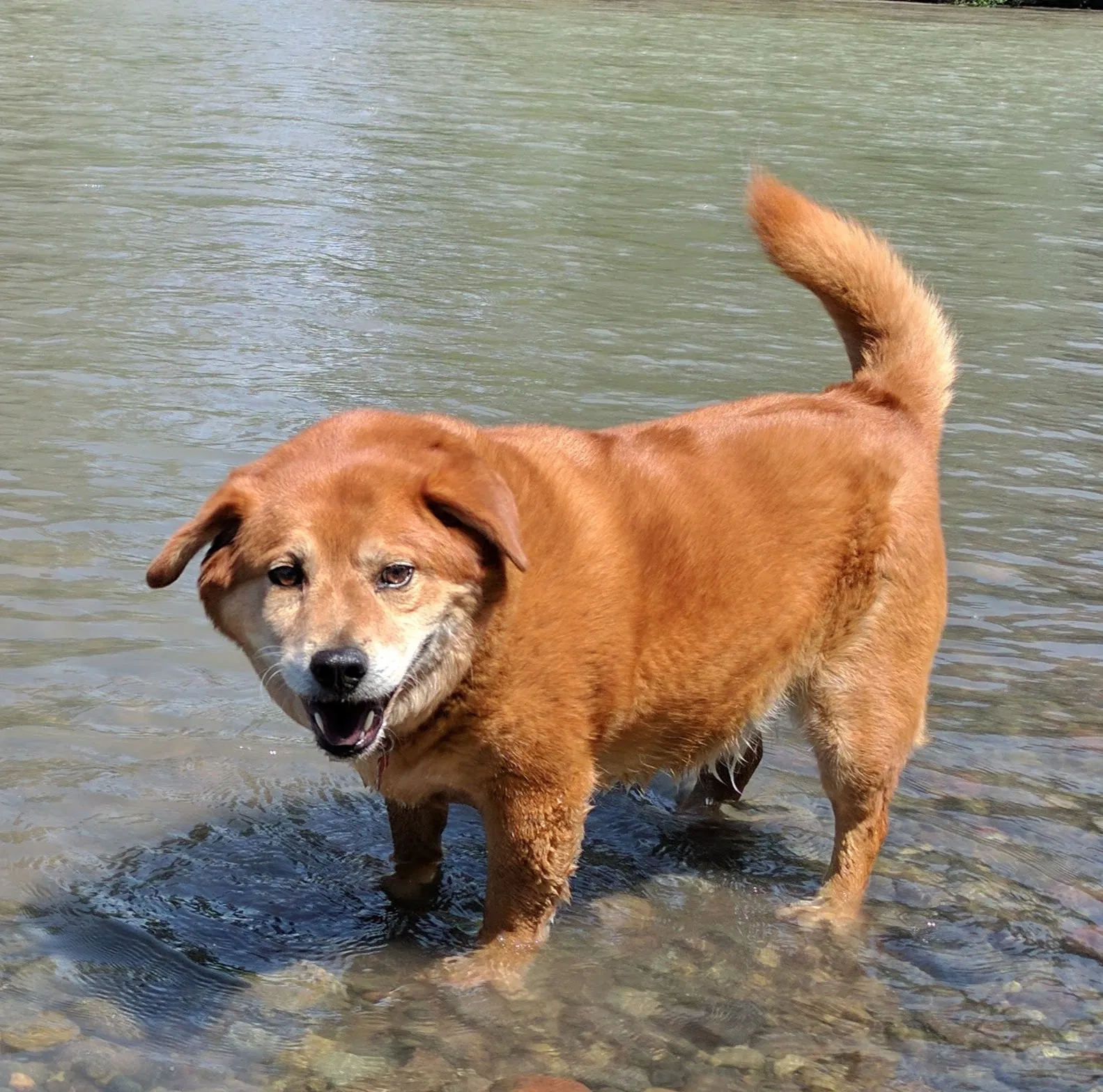 Lost dog in Puyallup, WA, 98374