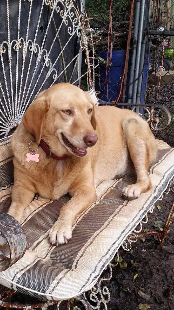 Lost dog in Gladewater, TX, 75647