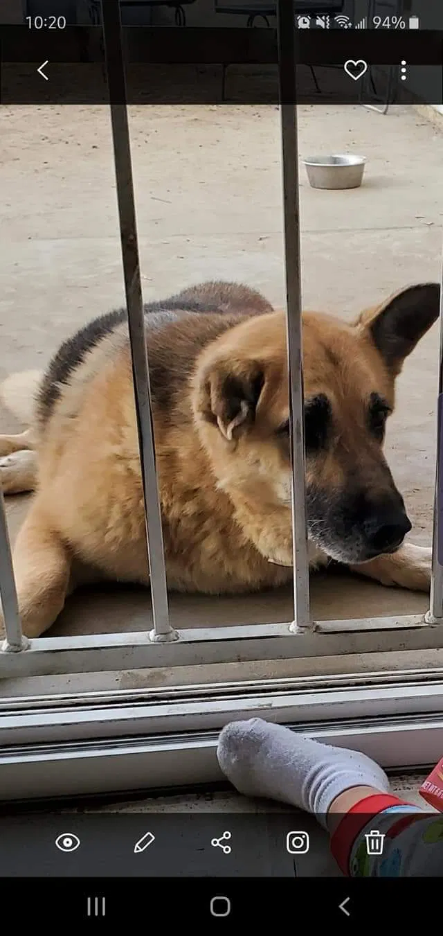 Lost dog in Bakersfield, CA, 93309