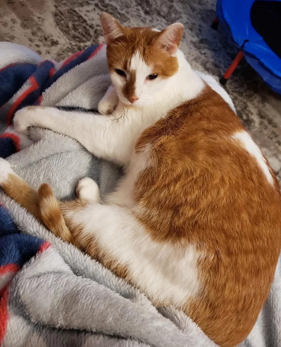 Lost cat in Madison, WI, 53714