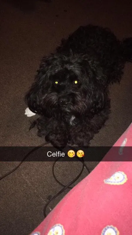 Lost dog in Chicago, IL, 60651