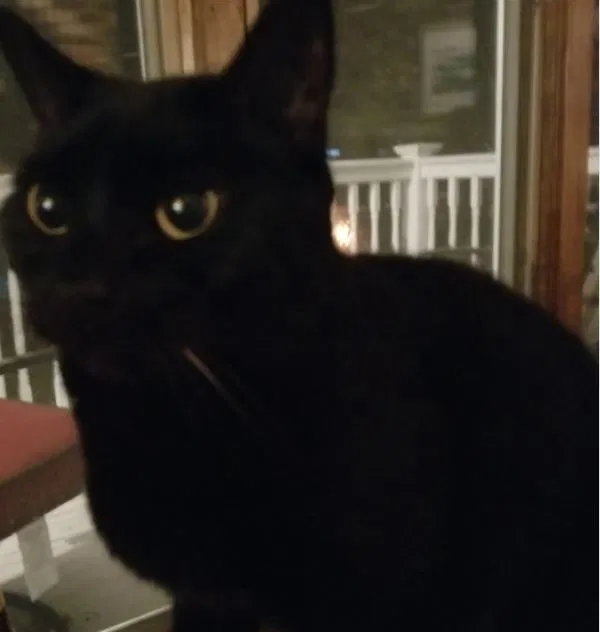 Lost cat in Manchester, NH, 3102