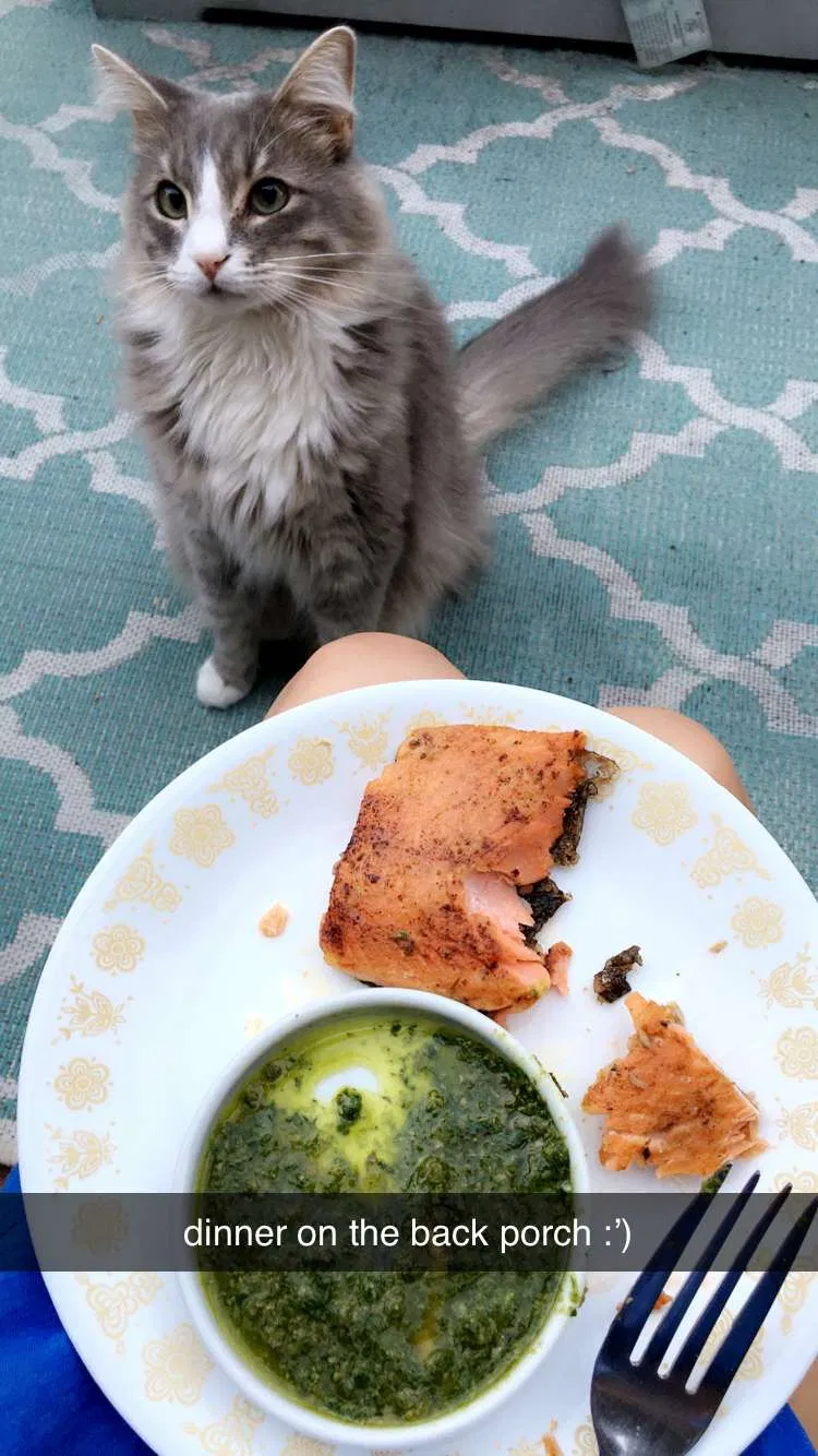 Lost cat in Chattanooga, TN, 37404