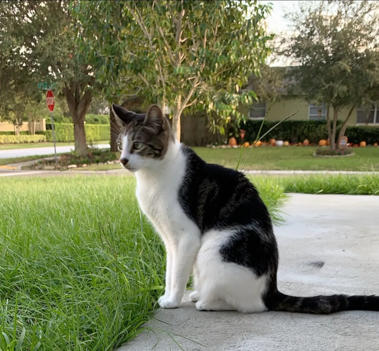 Lost cat in Seminole, FL, 33777
