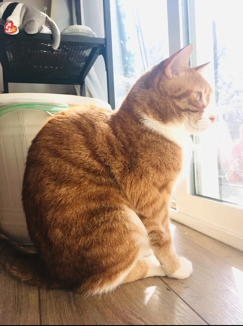 Lost cat in North Hills, CA, 91343