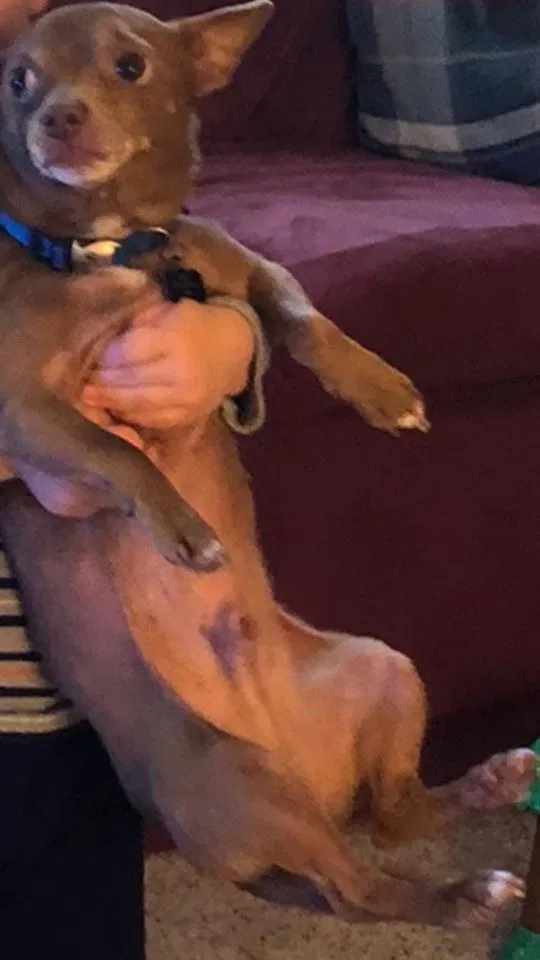 Lost dog in Monroe, GA, 30656