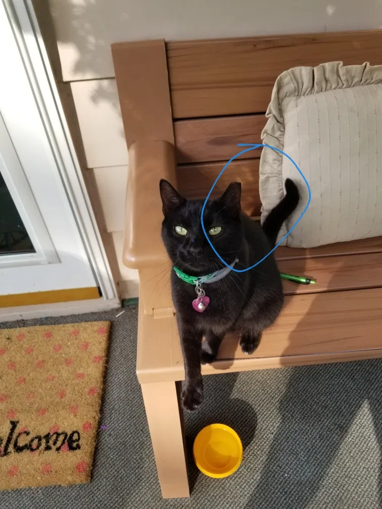 Lost cat in Freedom, PA, 15042