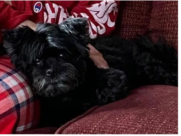 Lost dog in Gig Harbor, WA, 98335