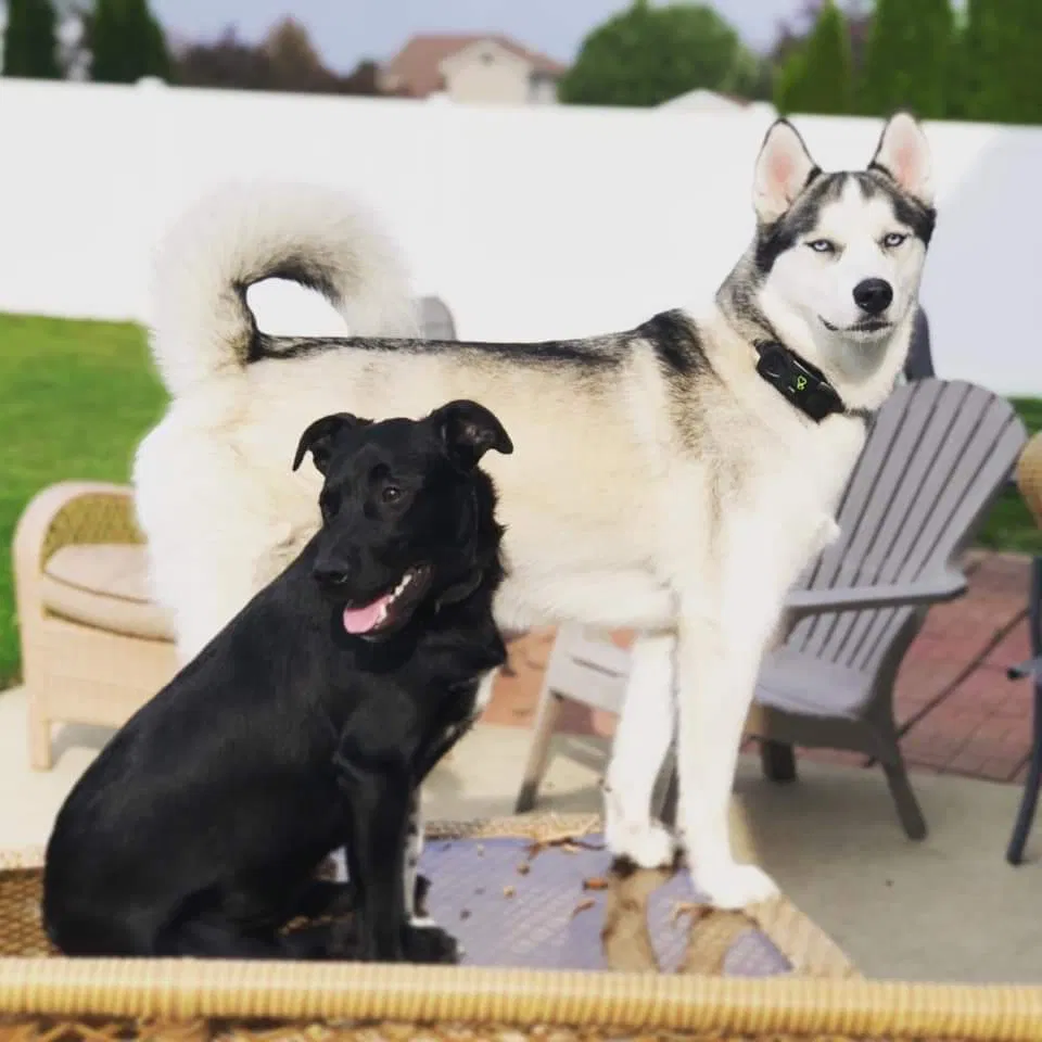Lost dog in Bourbonnais, IL, 60914