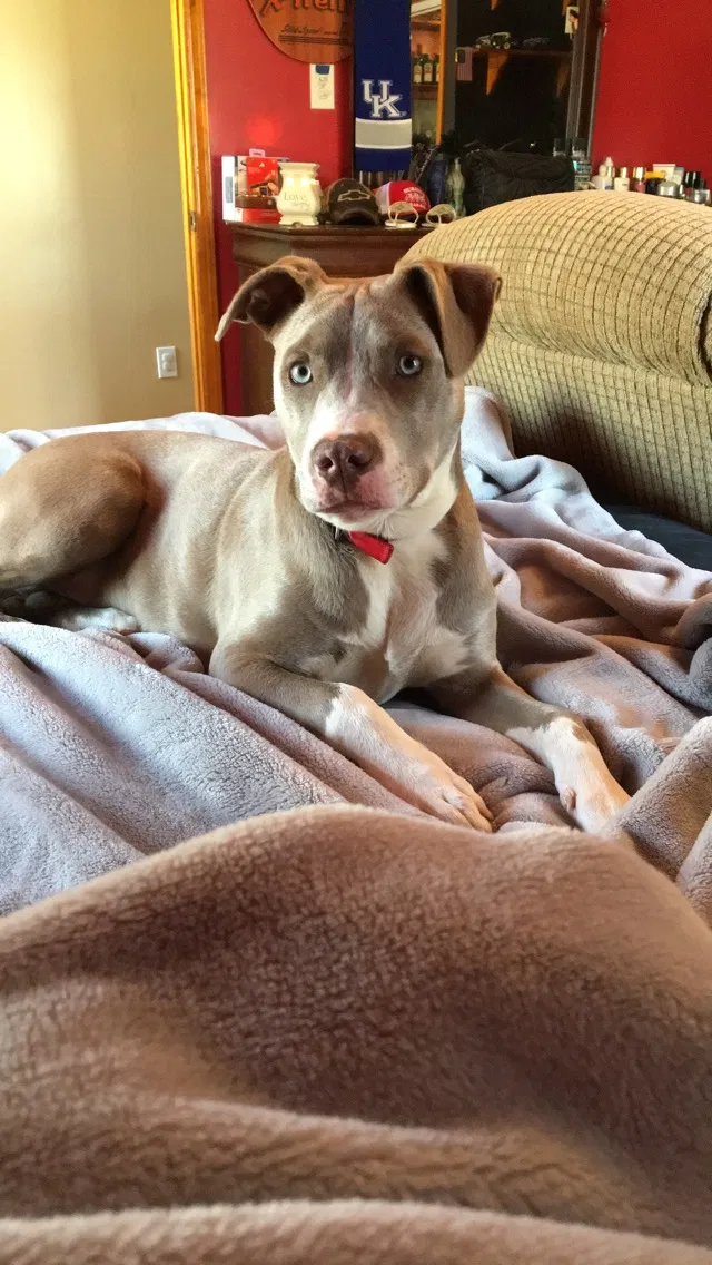 Lost dog in Gibsonville, NC, 27249