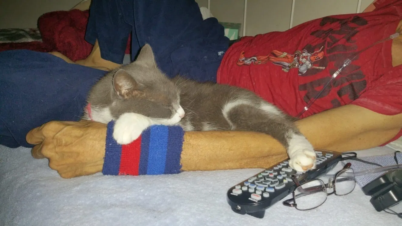 Lost cat in Orlando, FL, 32811