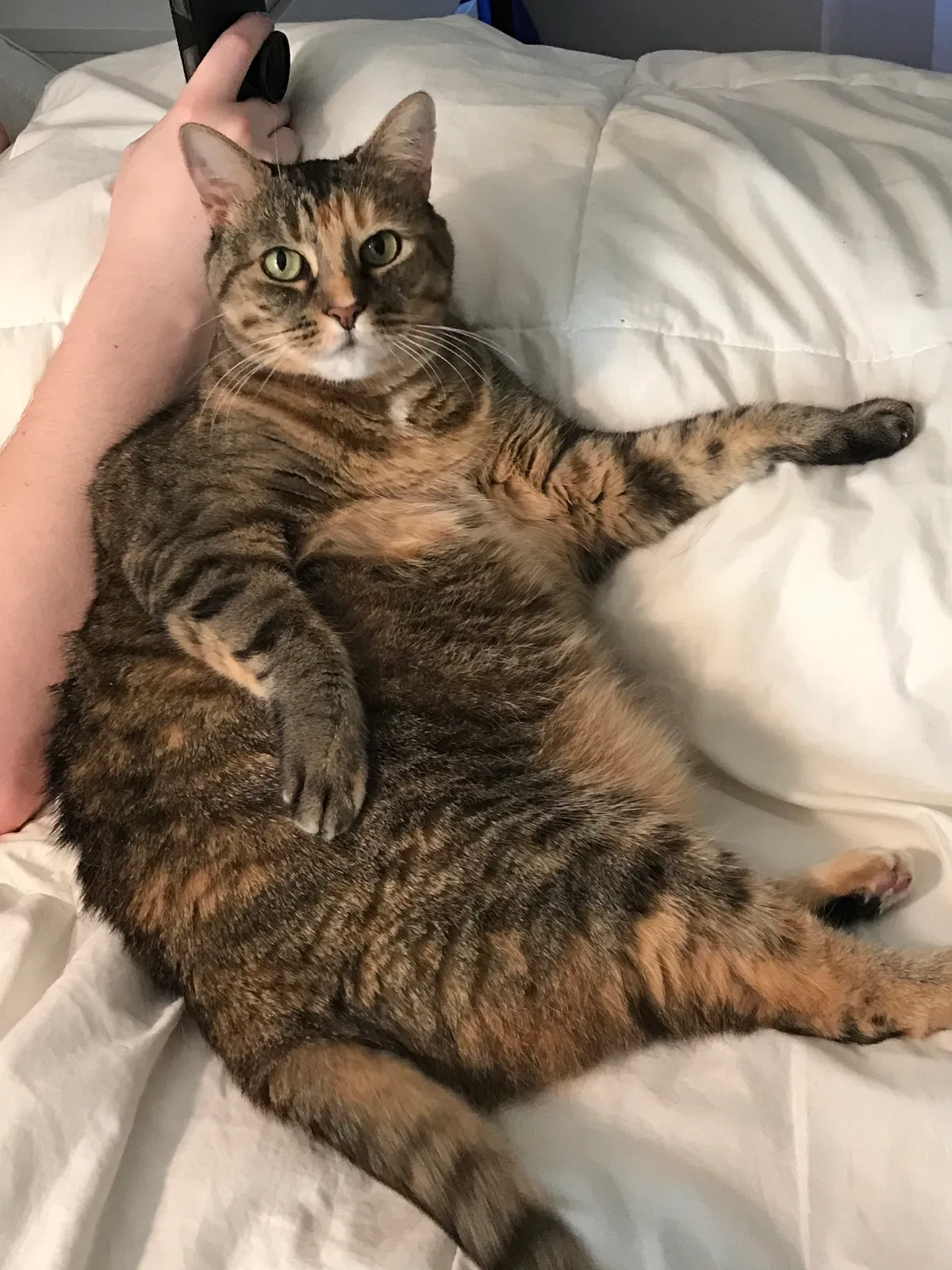 Lost cat in New Orleans, LA, 70119