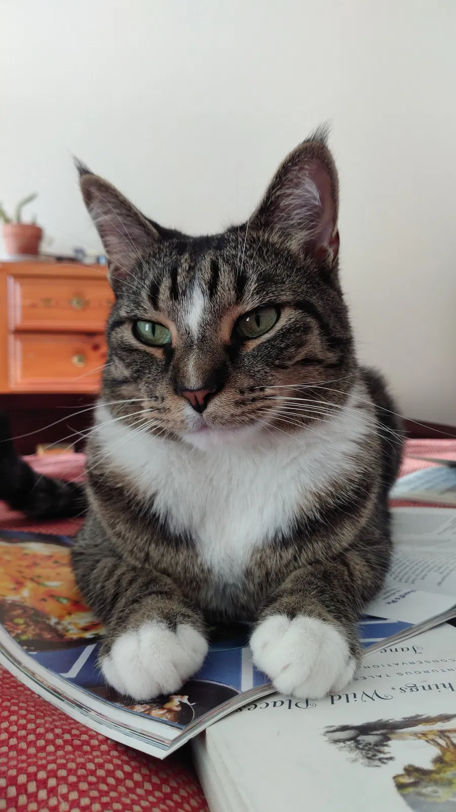 Lost cat in Cincinnati, OH, 45244