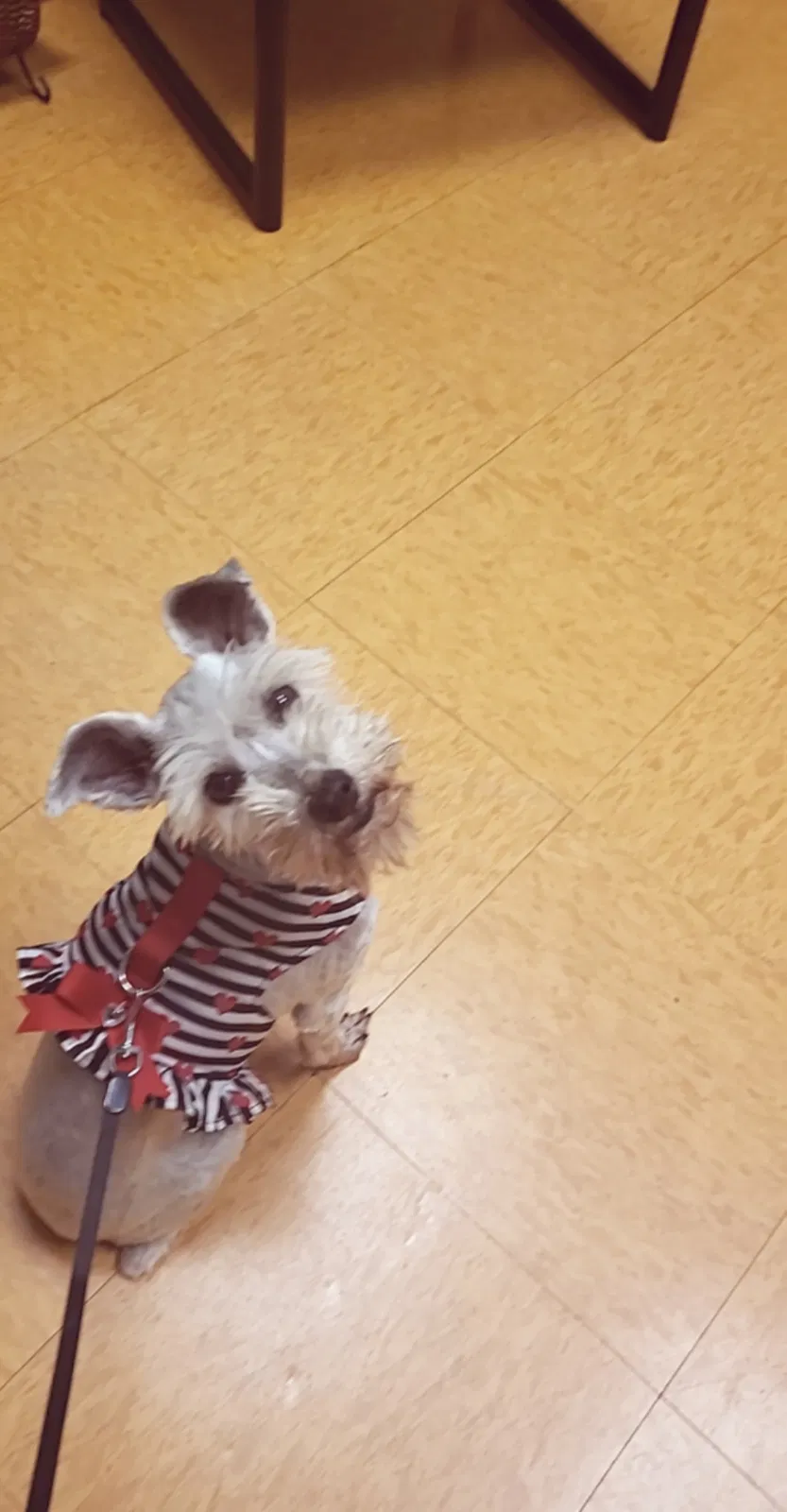 Lost dog in Victoria, TX, 77904